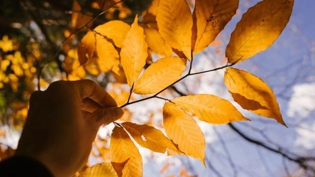 4 листопада: головні свята, народні прикмети, історичні події та іменини