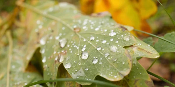17 листопада: свята, народні прикмети, важливі події та іменинники