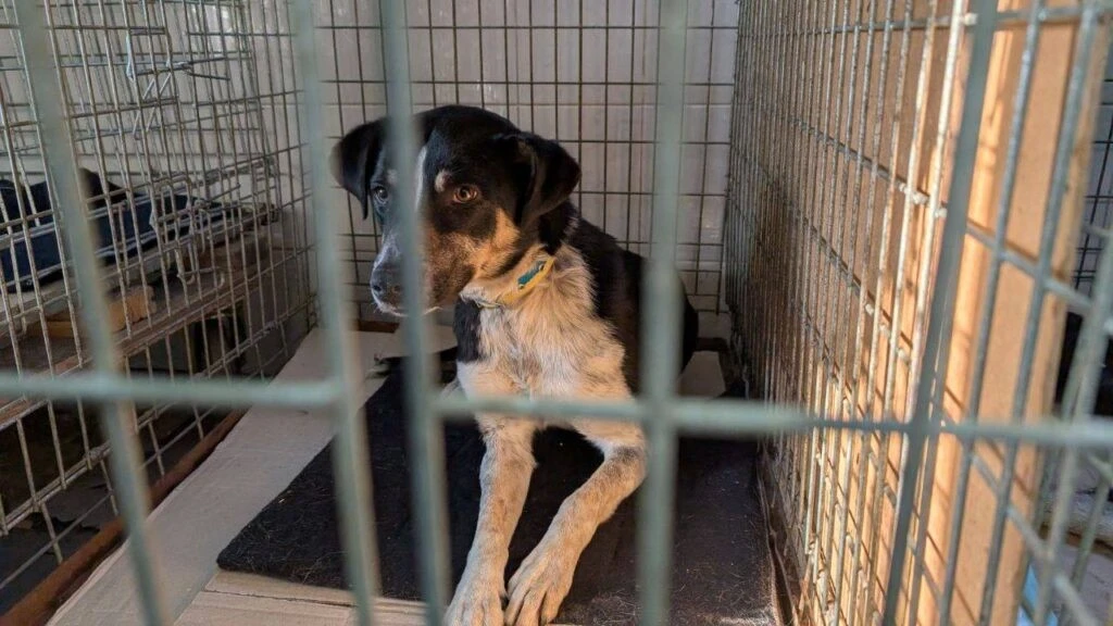 Вижити у морози: як у Рівному рятують чотирилапих із «критичного списку»