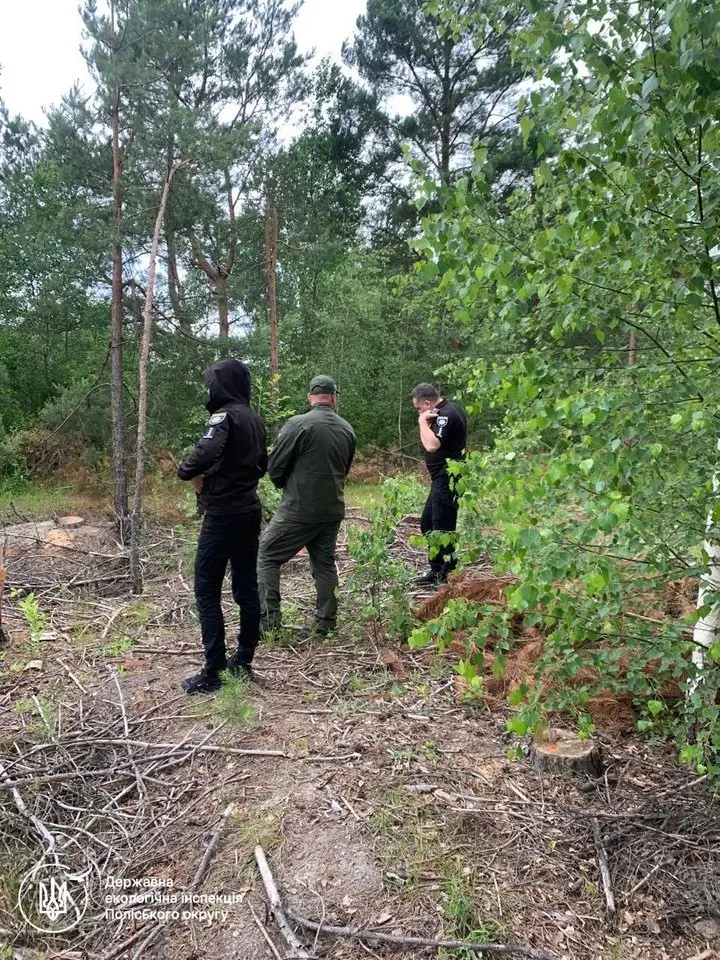 Майже 420 тисяч гривень збитків: на Рівненщині зафіксували масове знищення лісу
